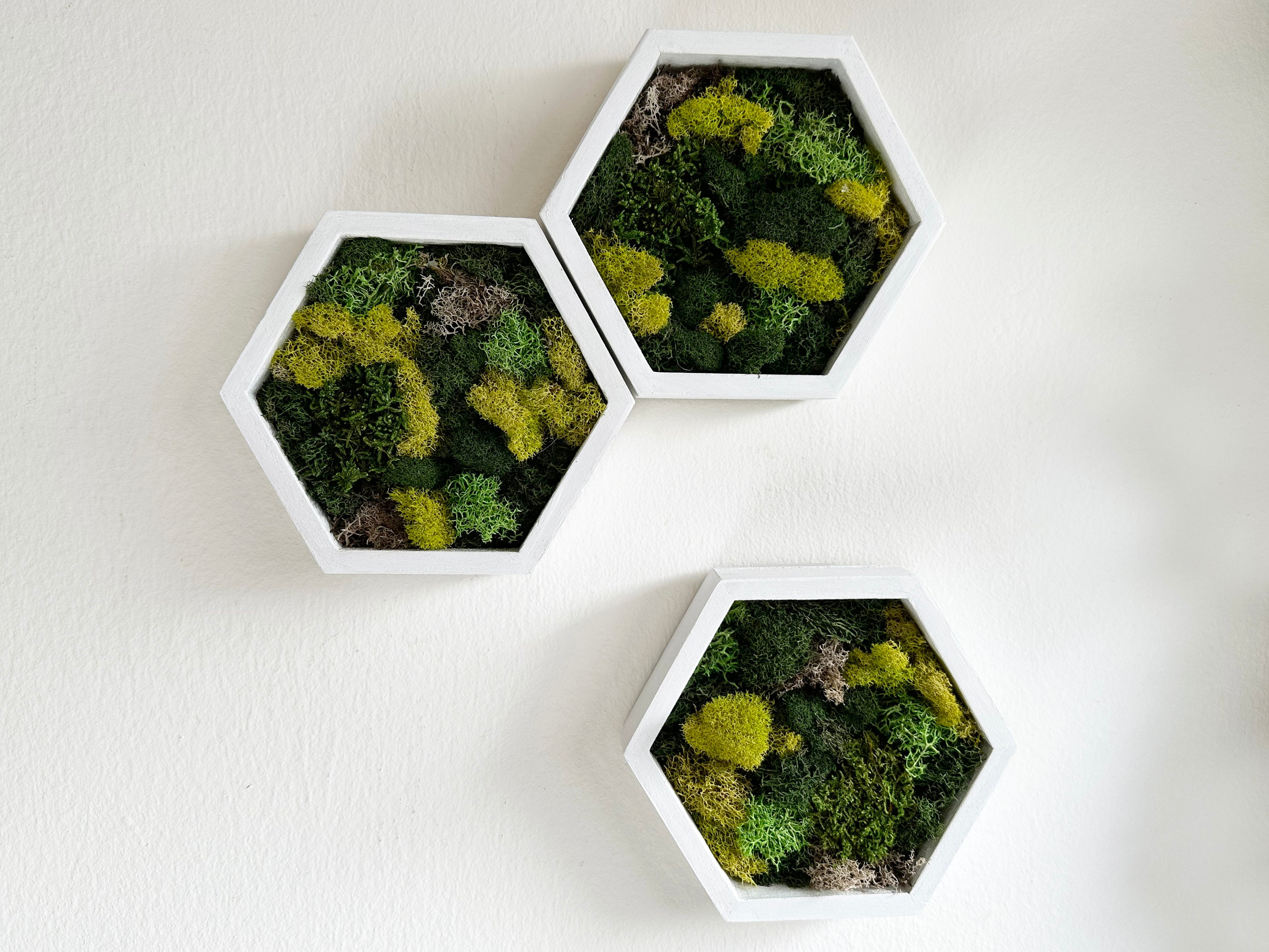 Moss Wall - Hexagon – GrowUp Greenwalls