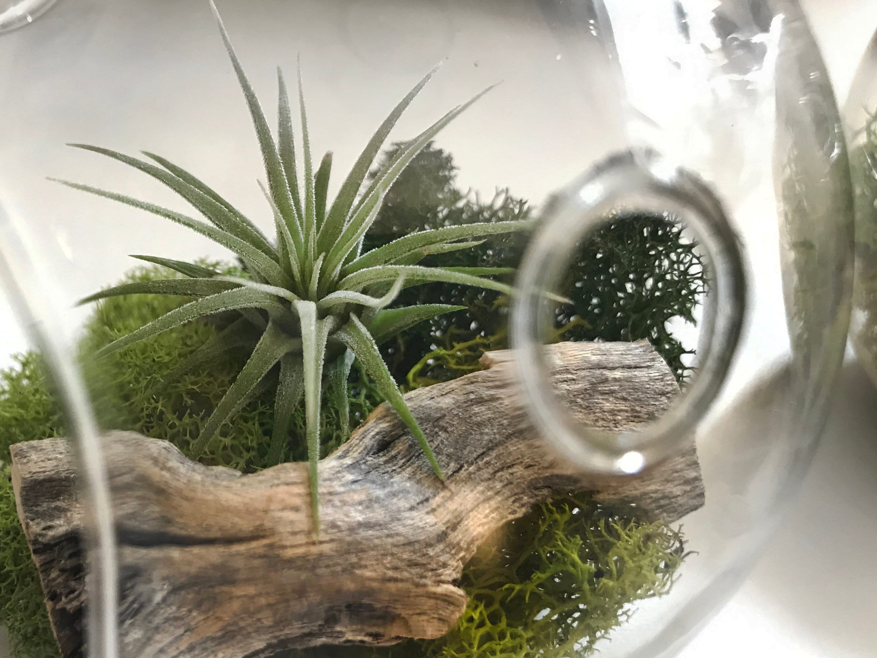 Jardinière Suspendue En Verre Globe - Diamètre 12 Cm, Support Fer 28 Cm, Pour Succulentes Et Plantes Aériennes