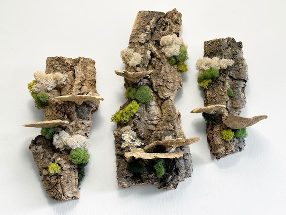 Floating Forest Trio Moss Wall Art, Wall Decor, 3 Cork Bark w/ Preserved Moss & Mushrooms,  Wall Hanging, Natural Wood, Nature Eco-Friendly