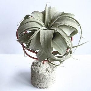May include: A green air plant in a concrete planter with a red metal stand. The plant is arranged in a circular shape.