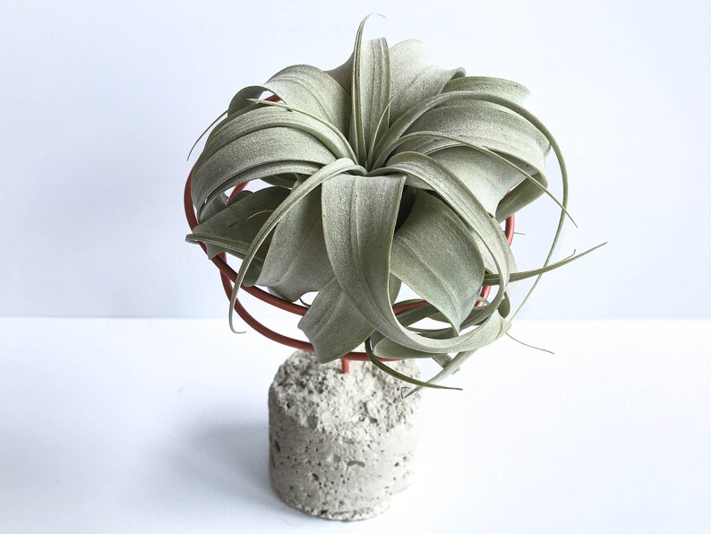 May include: A green air plant in a concrete planter with a red metal stand. The plant is arranged in a circular shape.