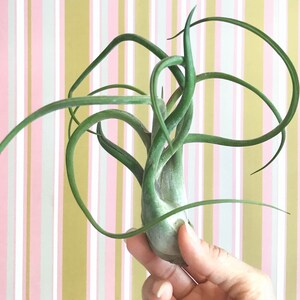 May include: A green air plant with long, curling leaves is held in a hand. The plant has a bulbous base and is set against a striped background of pink, white, and gold.