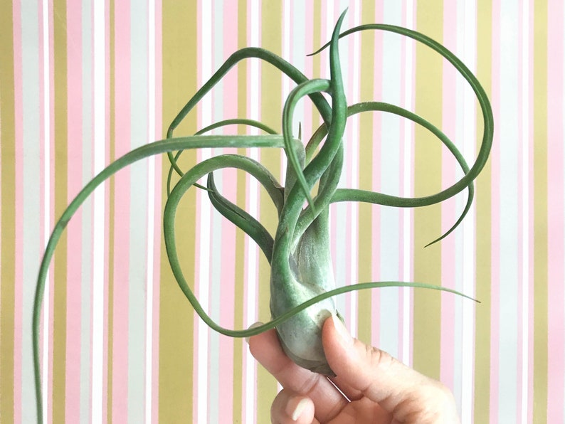 May include: A green air plant with long, curling leaves is held in a hand. The plant has a bulbous base and is set against a striped background of pink, white, and gold.