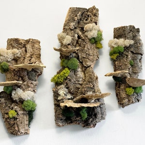 May include: Three pieces of bark with different types of moss and mushrooms attached. The bark is a light brown color and the moss is a variety of green and white.