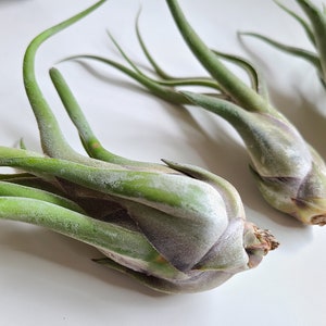 May include: Close-up of three air plants with green, curved leaves and a bulbous base. The plants have a textured, silvery-green appearance and are arranged on a white surface. The air plants are a popular choice for home decor.