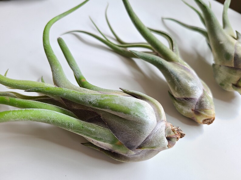 May include: Close-up of three air plants with green, curved leaves and a bulbous base. The plants have a textured, silvery-green appearance and are arranged on a white surface. The air plants are a popular choice for home decor.