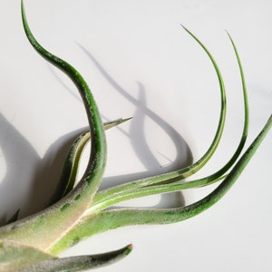 May include: Close-up of an air plant with long, slender, green leaves. The plant has a textured, silvery-green base and several curved leaves extending upwards. The image is set against a bright white background.