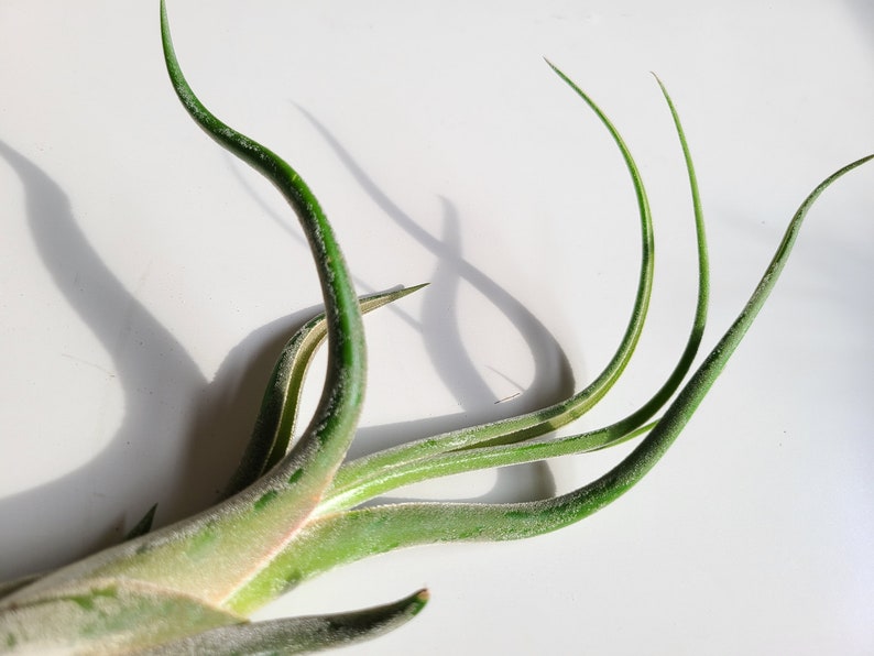 May include: Close-up of an air plant with long, slender, green leaves. The plant has a textured, silvery-green base and several curved leaves extending upwards. The image is set against a bright white background.