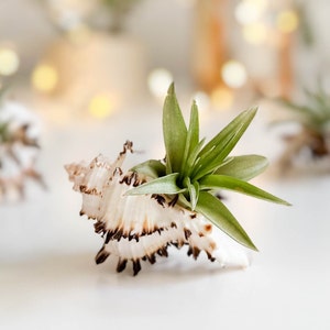 Seashell Air Plant Holder, Desk Decor, Thank You Plant Gift, Small House Plant, Coastal Beach Home Office Decor, Beach Theme Wedding Favors
