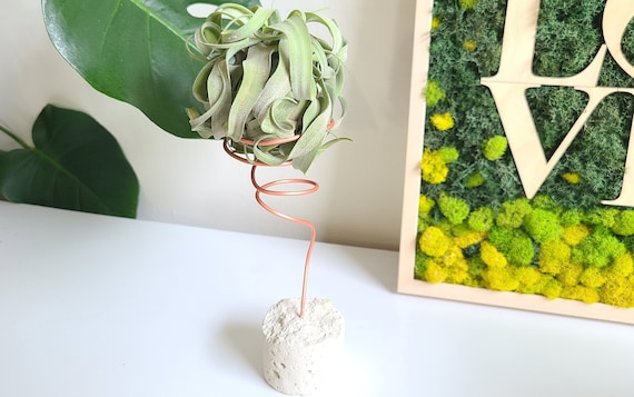 Large Air Plant Holder For Desk, Tillandsia Display, Cement Stand with Wire Holder, Support for Large Air Plant like Streptophylla or Xero