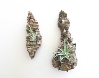 Single Air Plant Cork Bark Wall Holder w/ Mounted Plant, Vertical Garden Display, Live Plant Wall, Air Plant Holder Gift, Hanging Cork Bark