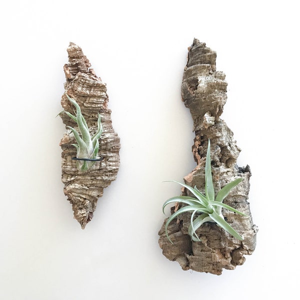 Single Air Plant Cork Bark Wall Holder w/ Mounted Plant, Vertical Garden Display, Live Plant Wall, Air Plant Holder Gift, Hanging Cork Bark