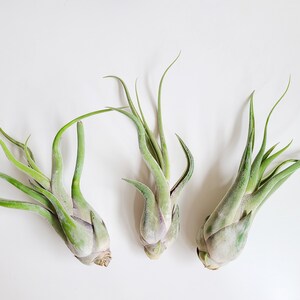 May include: Three air plants with green, slender leaves and a bulbous base are arranged on a white surface. The plants have a textured, silvery-green appearance, with the leaves curving upwards.
