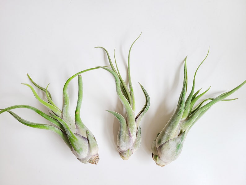 May include: Three air plants with green, slender leaves and a bulbous base are arranged on a white surface. The plants have a textured, silvery-green appearance, with the leaves curving upwards.