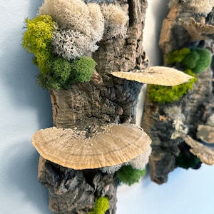 May include: Two pieces of bark with different types of moss and mushrooms attached to them. The bark is a light brown color and the moss is green and white. The mushrooms are a light brown color and have a fan shape.