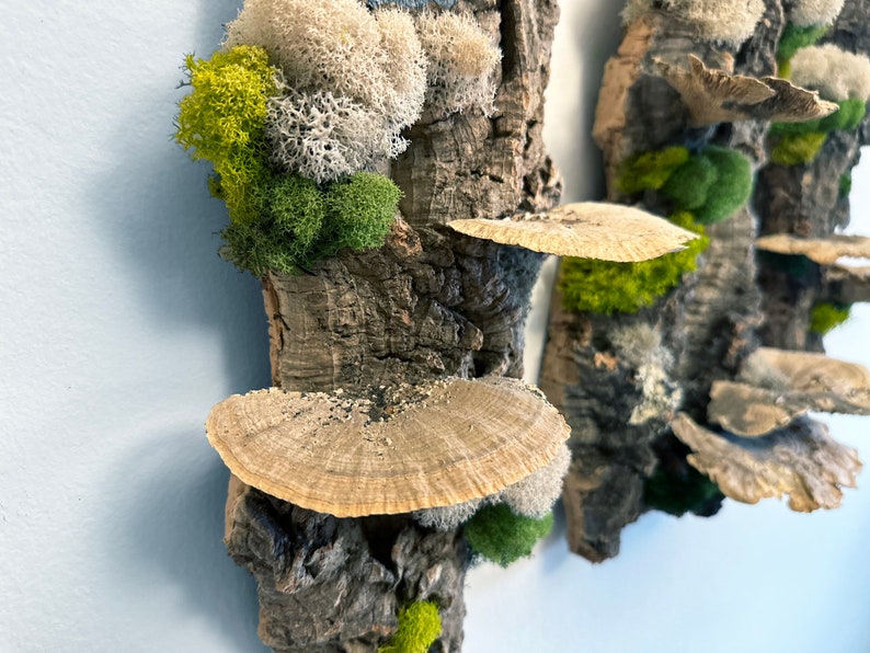 May include: Two pieces of bark with different types of moss and mushrooms attached to them. The bark is a light brown color and the moss is green and white. The mushrooms are a light brown color and have a fan shape.