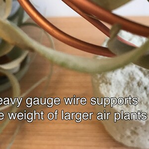 May include: Close-up of a copper wire plant hanger with a white air plant. The text "Heavy gauge wire supports the weight of larger air plants" is visible in the image.