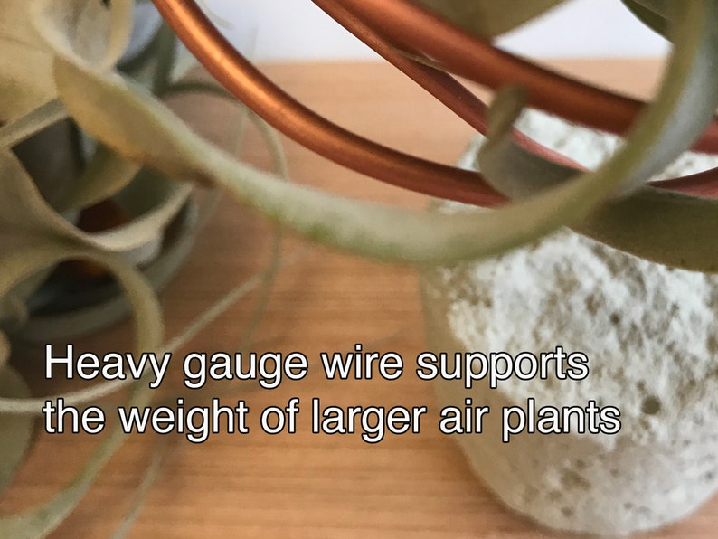 May include: Close-up of a copper wire plant hanger with a white air plant. The text "Heavy gauge wire supports the weight of larger air plants" is visible in the image.