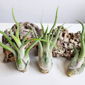 May include: Three air plants with green, slender leaves and bulbous bases are displayed against a backdrop of textured, brown cork bark. The plants are arranged on a white surface, showcasing their unique shapes and textures.