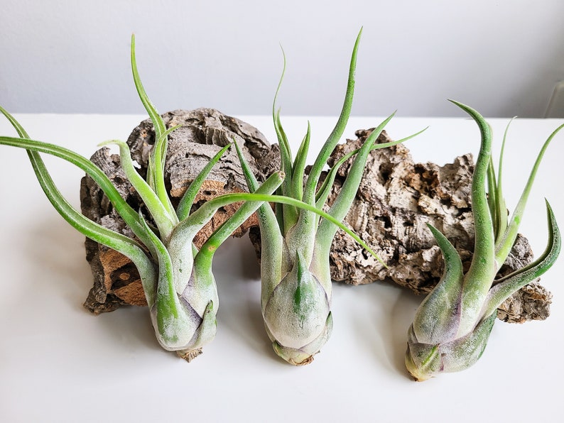 May include: Three air plants with green, slender leaves and bulbous bases are displayed against a backdrop of textured, brown cork bark. The plants are arranged on a white surface, showcasing their unique shapes and textures.