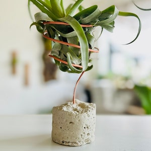 May include: A green air plant in a concrete planter with a copper wire frame.