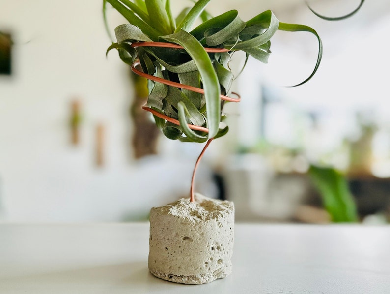 May include: A green air plant in a concrete planter with a copper wire frame.