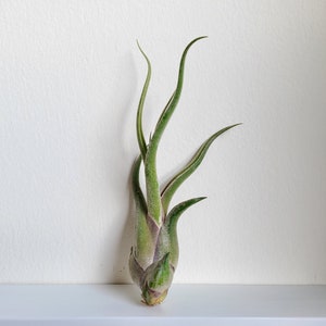 May include: A green air plant with long, slender leaves and a bulbous base. The plant has a light green color with hints of purple and is displayed against a white background. The leaves curve upwards, creating an elegant shape.