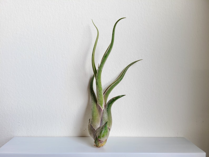 May include: A green air plant with long, slender leaves and a bulbous base. The plant has a light green color with hints of purple and is displayed against a white background. The leaves curve upwards, creating an elegant shape.