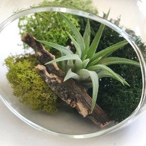 Air Plant Terrarium, Plant Mom Gift, Hanging Holder, Air Plant Globe, 3 Glass Orb, Small Hanging Kit, Desk Display, Moss Decor Plantscape image 5