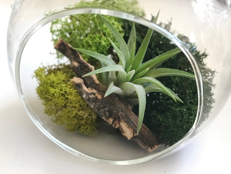 Air Plant Terrarium, Plant Mom Gift, Hanging Holder, Air Plant Globe, 3 Glass Orb, Small Hanging Kit, Desk Display, Moss Decor Plantscape image 5