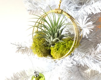 Hanging Air Plant Holder, Plant Mom Gift, Air Plant Hanger w Gold Wire & Moss, Hanging Ornament, Gold Decor, Tillandsia, Christmas Wedding