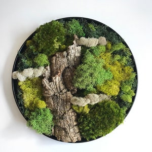 Round Moss Wall Art, Wall Hang Preserved Moss & Cork Bark, Vertical Garden Indoor, Natural Moss Decor, Nature Botanical Art in Circle Frame