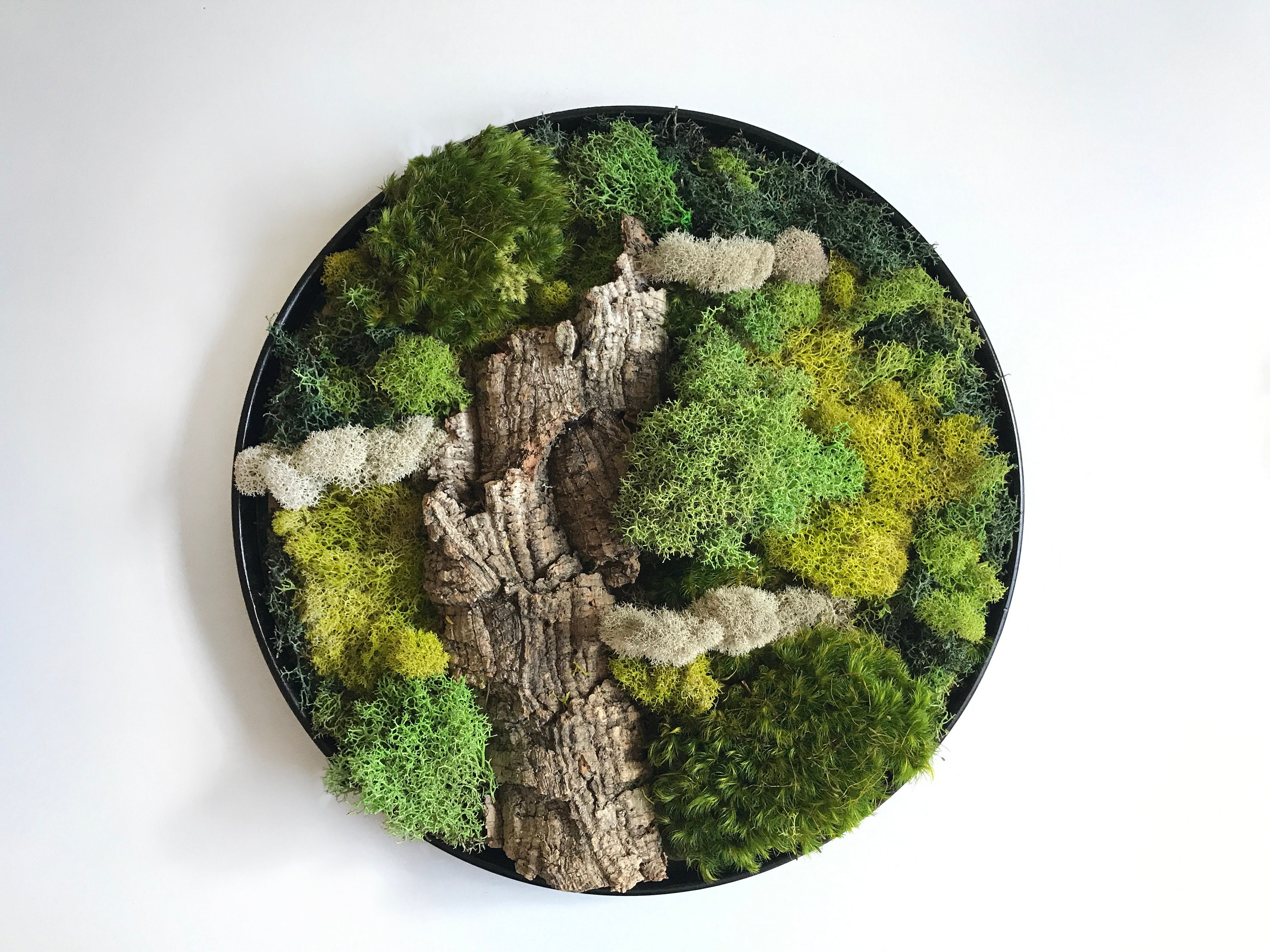 Round Preserved Moss Art Framedreal Moss Decorliving Moss -  Canada in  2023