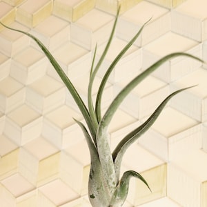 May include: A green air plant with long, slender leaves is held in a hand. The plant has a textured, silvery-green appearance. The background features a geometric pattern of white and yellow-toned cubes.