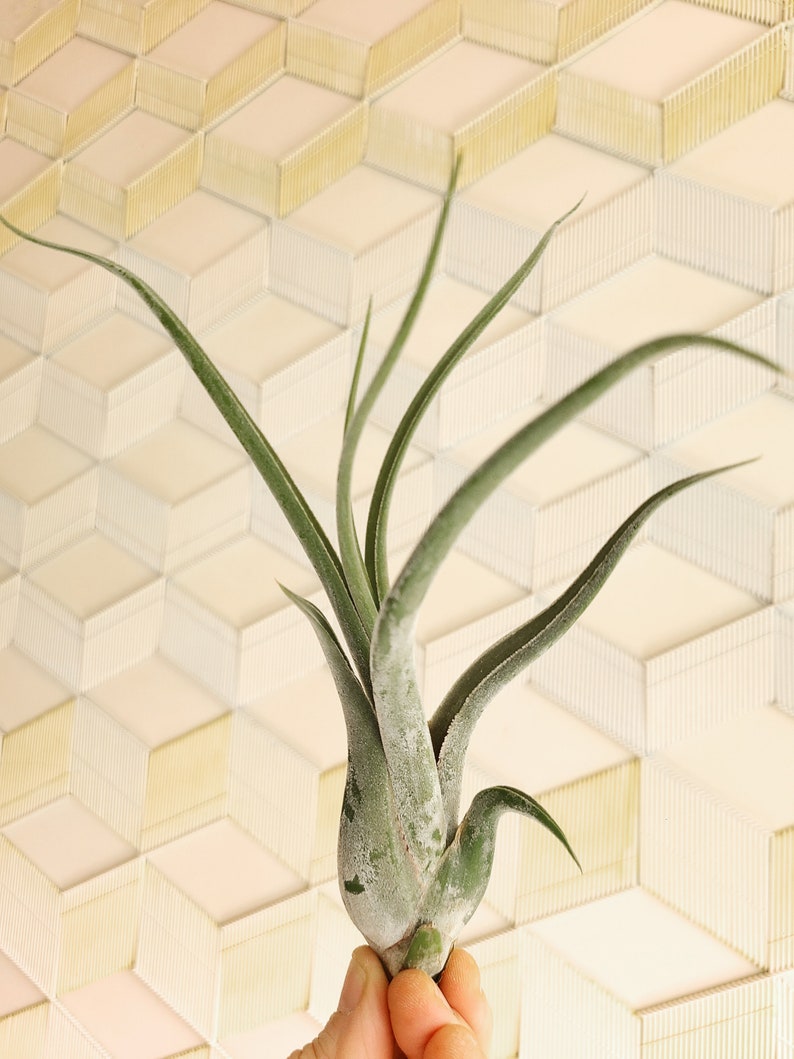 May include: A green air plant with long, slender leaves is held in a hand. The plant has a textured, silvery-green appearance. The background features a geometric pattern of white and yellow-toned cubes.