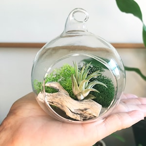 Air Plant Terrarium, Plant Mom Gift, Hanging Holder, Air Plant Globe, 3 Glass Orb, Small Hanging Kit, Desk Display, Moss Decor Plantscape image 1