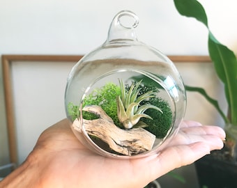 Air Plant Terrarium, Plant Mom Gift, Hanging Holder, Air Plant Globe, 3" Glass Orb,  Small Hanging Kit, Desk Display, Moss Decor Plantscape