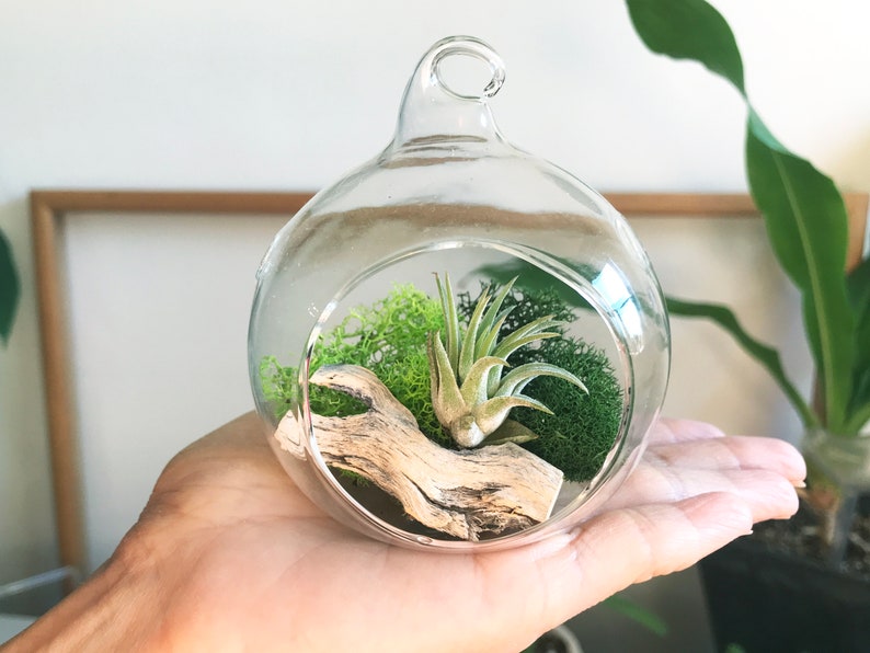 Air Plant Terrarium, Plant Mom Gift, Hanging Holder, Air Plant Globe, 3 Glass Orb, Small Hanging Kit, Desk Display, Moss Decor Plantscape image 1