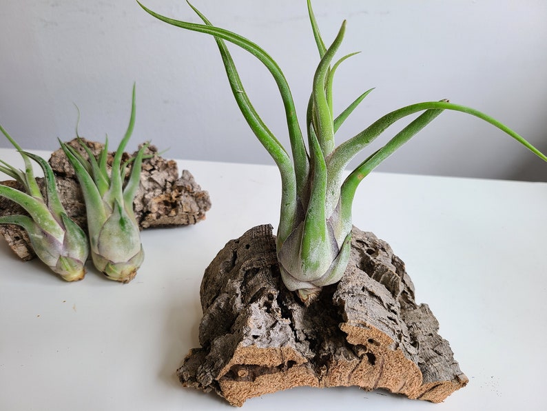 May include: Air plants with long, green leaves are displayed on pieces of textured, brown cork bark. The air plants have a bulbous base and are a light green color. The cork bark has a natural, rustic appearance.