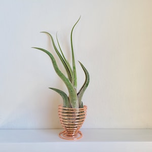 May include: A green air plant with long, curved leaves is displayed in a copper-colored wire holder. The holder has a spiral design and sits on a white shelf against a neutral wall.
