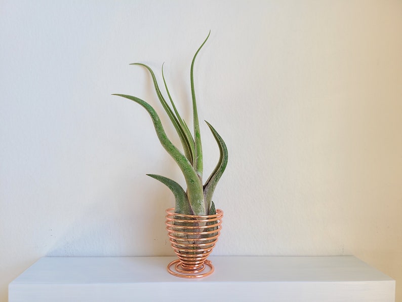 May include: A green air plant with long, curved leaves is displayed in a copper-colored wire holder. The holder has a spiral design and sits on a white shelf against a neutral wall.