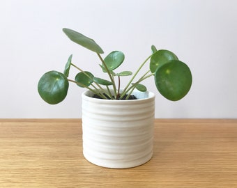 Pots pour plantes, jardinière en céramique, pot de fleur d'intérieur, pot de plante blanc texturé, petite jardinière ronde 3, 4,5 pouces, plante d'intérieur succulente de cactus