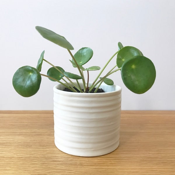 Pots for Plants, Ceramic Planter, Flower Pot Indoor, White Plant Pot Textured, Small Round Planter 3, 4.5 Inch, Succulent Cactus Houseplant