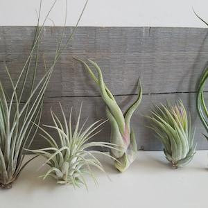 May include: Five air plants of different varieties are arranged on a gray wooden surface. The plants are all green and have long, thin leaves.
