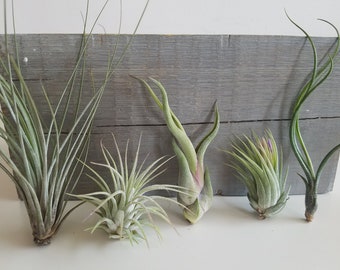 5 Air Plants, Small House Plants, Indoor Plants, Office Desk Decor, Plant Gifts, Tillandsia Terrarium Plants, Ionantha Juncea Butzii Medusae