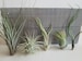 5 Air Plants, Small House Plants, Indoor Plants, Office Desk Decor, Plant Gifts, Tillandsia Terrarium Plants, Ionantha Juncea Butzii Medusae