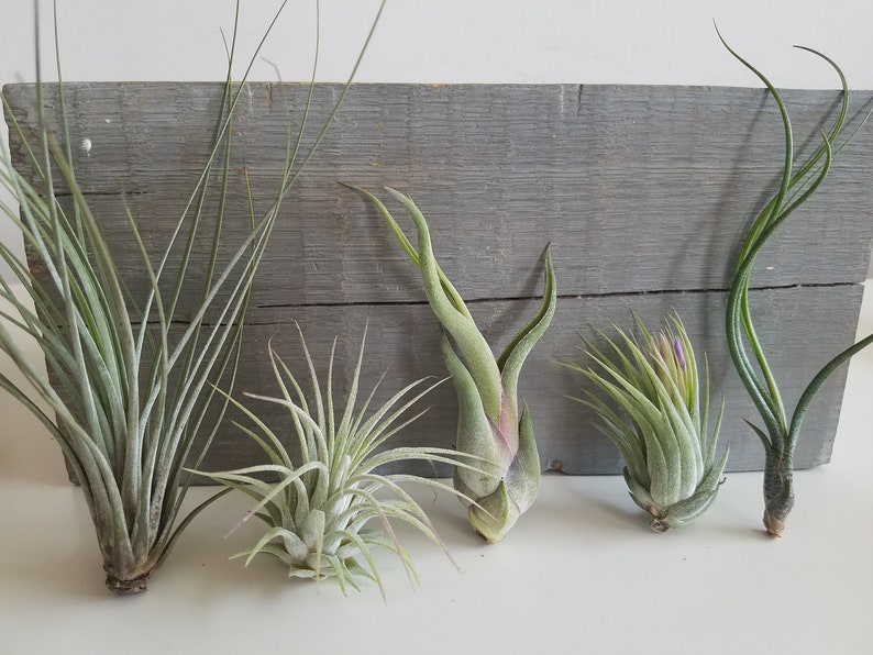 5 Air Plants, Small House Plants, Indoor Plants, Office Desk Decor, Plant Gifts, Tillandsia Terrarium Plants, Ionantha Juncea Butzii Medusae 