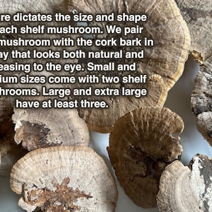 May include: A collection of various sizes of shelf mushrooms, ranging from small to extra large. The mushrooms are a light brown color with a natural, wood-like texture.  Nature dictates the size and shape of each shelf mushroom. We pair each mushroom with the cork bark in a way that looks both natural and pleasing to the eye. Small and medium sizes come with two shelf mushrooms. Large and extra large have at least three.