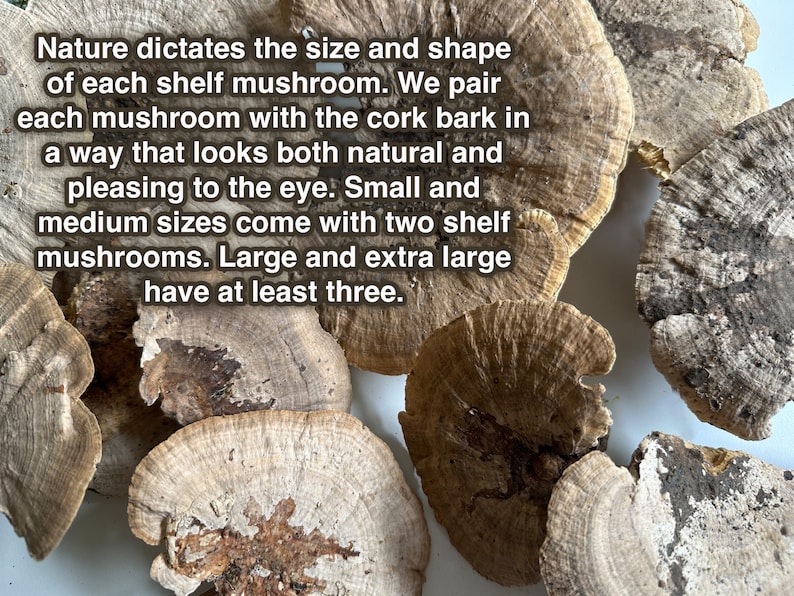May include: A collection of various sizes of shelf mushrooms, ranging from small to extra large. The mushrooms are a light brown color with a natural, wood-like texture.  Nature dictates the size and shape of each shelf mushroom. We pair each mushroom with the cork bark in a way that looks both natural and pleasing to the eye. Small and medium sizes come with two shelf mushrooms. Large and extra large have at least three.