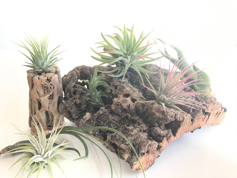 Virgin Cork Bark Air Plant Display Terrarium Decor Air Plant Etsy